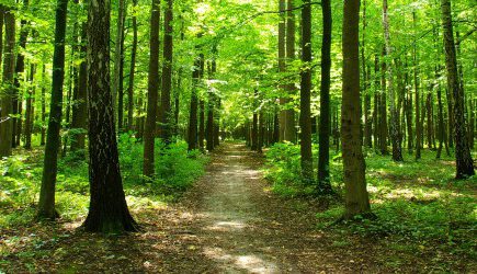 Forest pathway.