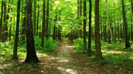 Forest pathway.