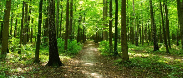 Forest pathway.