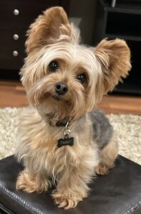 A photo of Timbit, a Yorkshire Terrier dog